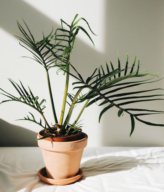 philodendron bipinnatifidum tortum Philodendron tortum