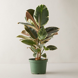 8" Ficus Decora Tineke (Ficus elastica)