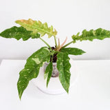 6" Philodendron Variegated Ring of Fire