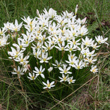 4" Rain Lily