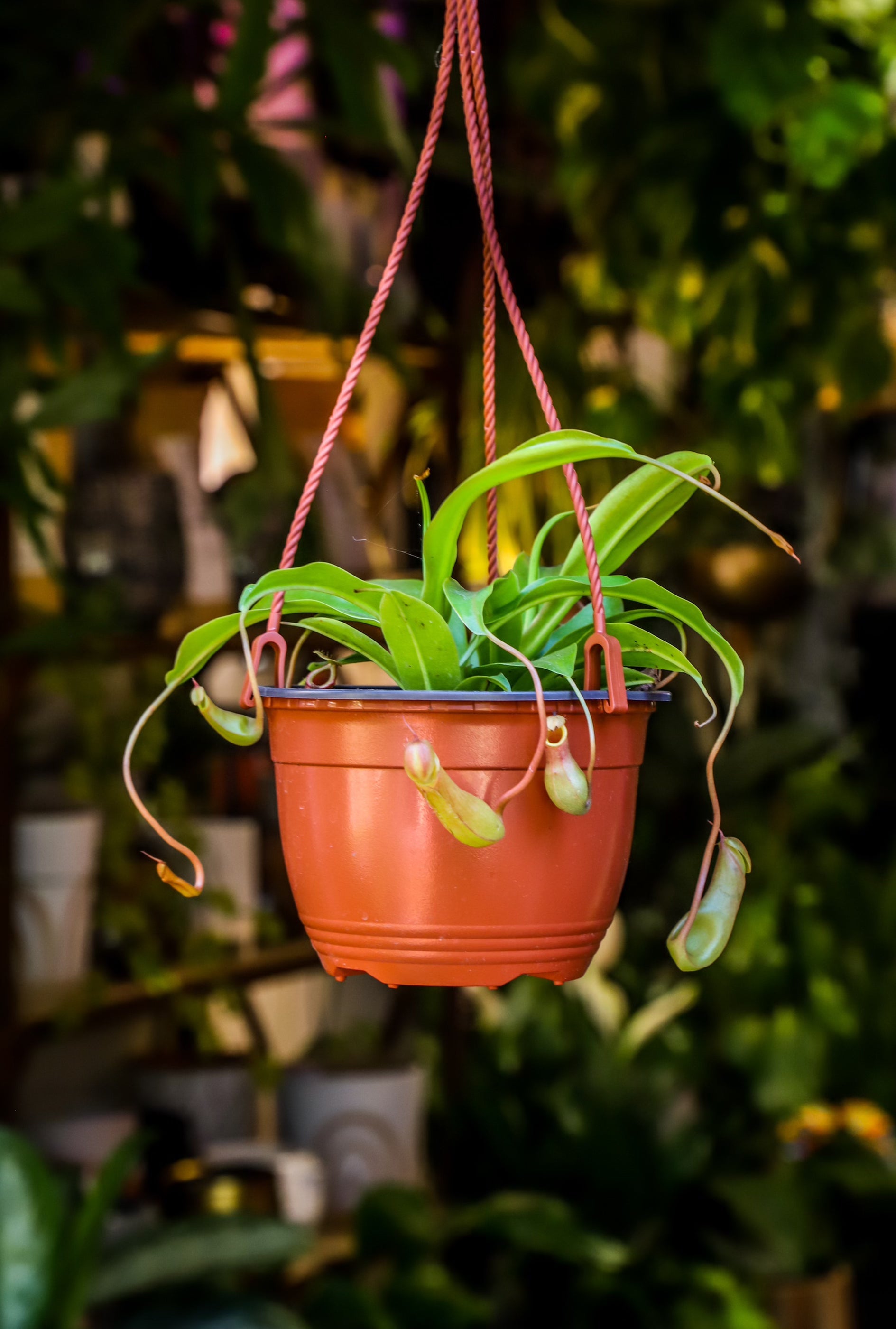 monkey pot pitcher plant 6" Pitcher Plant (Nepenthes Monkey Cup) – ShopTansy