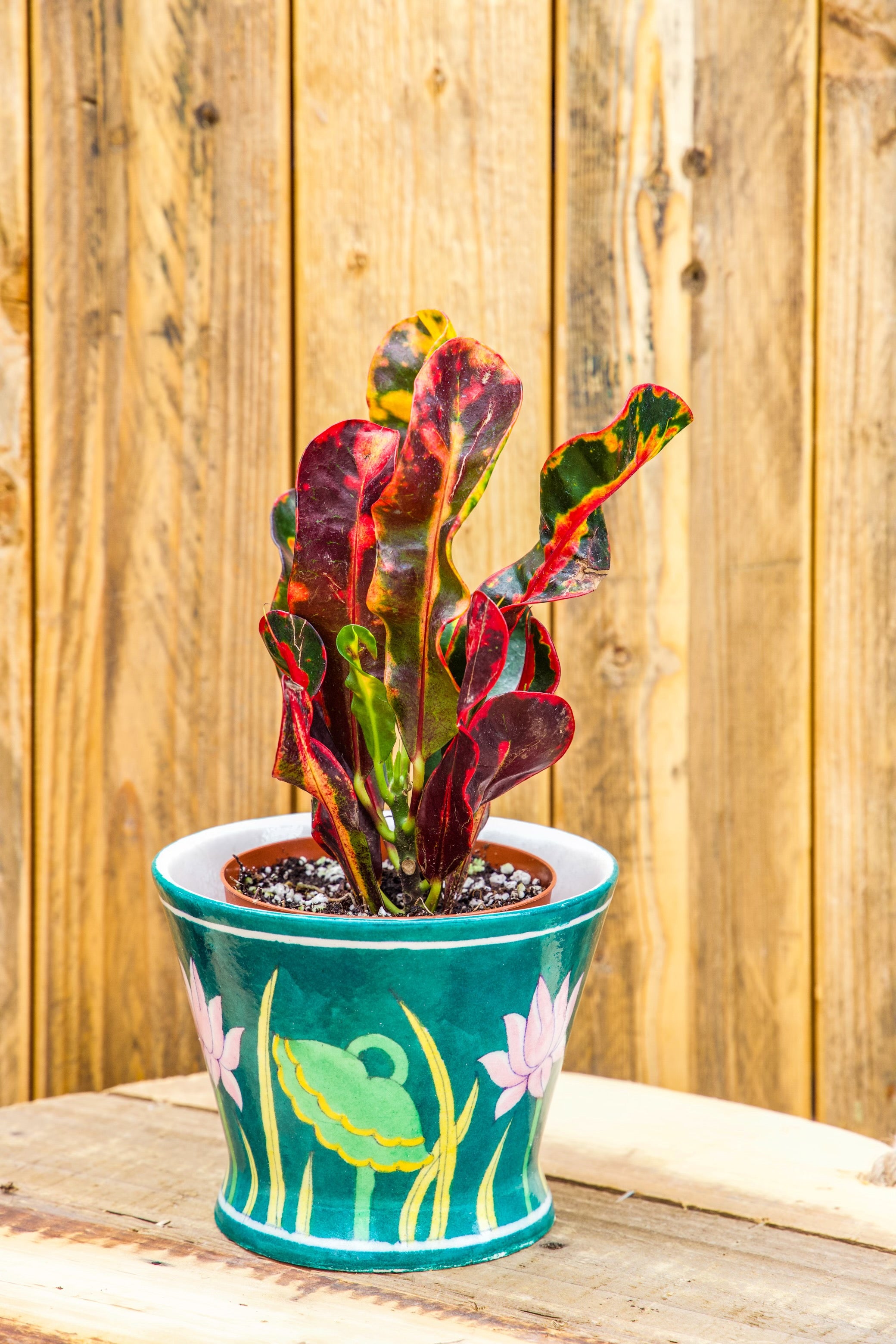 croton mammy buy 3" Croton Mammy – ShopTansy