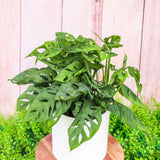 6" Monstera Swiss Cheese