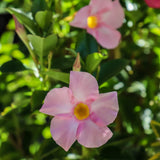 1 Gallon Mandevilla Giant Pink Flower (Dipladenia Rocktrumpet)