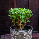 6" Variegated Ming Aralia Parsley