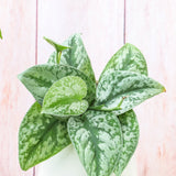 4" Pothos Silver Splash (Scindapsus)