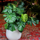 10" Monstera Deliciosa