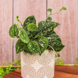 3" Pothos Satin (Scindapsus pictus)