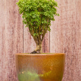 6" Variegated Ming Aralia Parsley