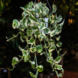 6" Pothos N'Joy (Epipremnum aureum 'N'Joy')