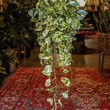 6" Pothos N'Joy (Epipremnum aureum 'N'Joy')