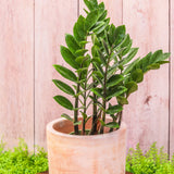 6" Zamioculcas Zamiifolia "ZZ"