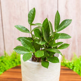 4" Zamioculcas Zamiifolia "ZZ"