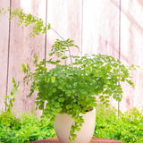 8" Maidenhair Fern