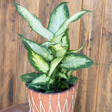 3" Dieffenbachia Camille