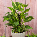 6" Golden Pothos On Pole