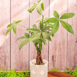 4" Pachira Aquatica (Money Tree)