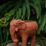 Rakshana Plant Pals - 8 Styles