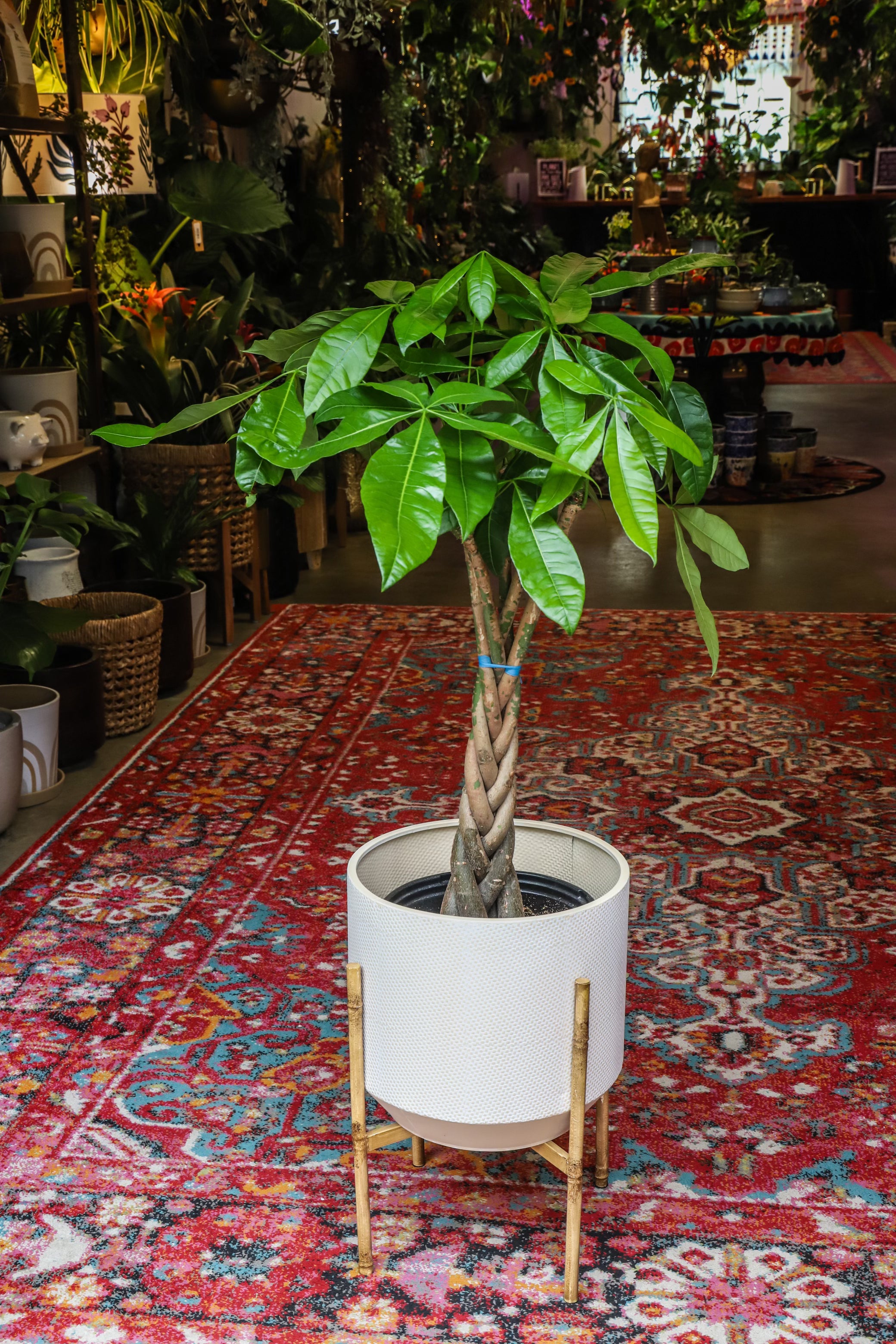 floor money tree plant Money Tree Plant - 6 Inch Decor Pot