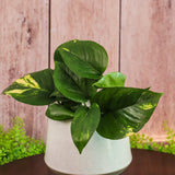 3" Golden Pothos