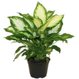 3" Dieffenbachia Camille