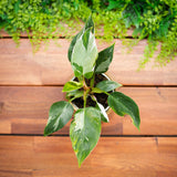 4" Philodendron White Princess