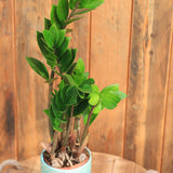 4" Zamioculcas Zamiifolia "ZZ"