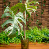 Rooted Monstera Albo Top Cutting - 2 Leaf