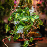 6" Philodendron Cordatum Brasil