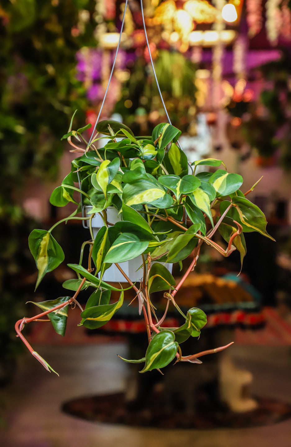 philodendron cordatum brazil 6" Philodendron Cordatum Brasil – ShopTansy