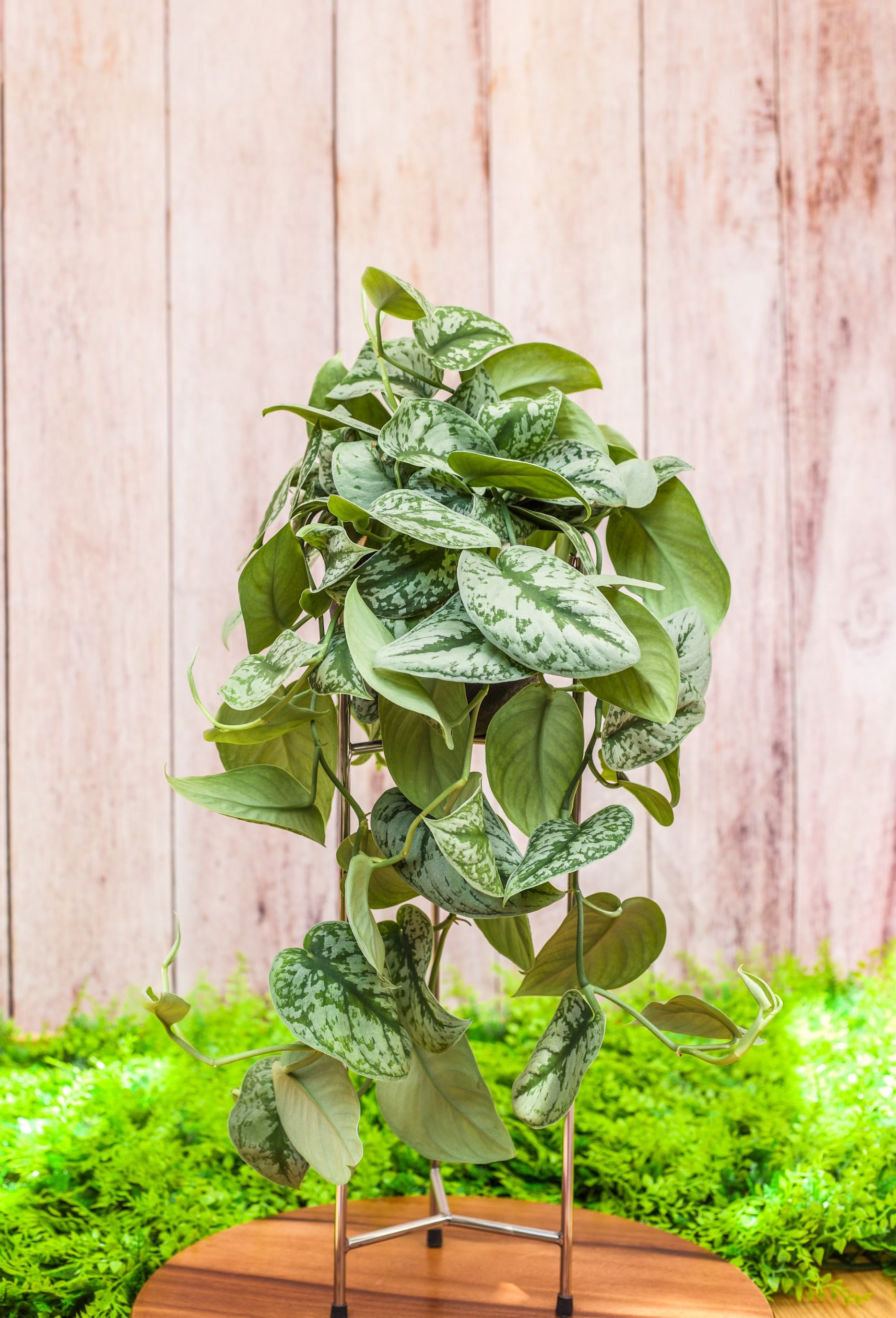 hanging silver pothos 6" Pothos Silver Splash – ShopTansy