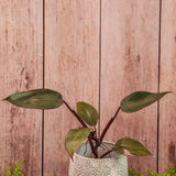 6” Philodendron Pink Princess (Philodendron erubescens 'Pink Princess')