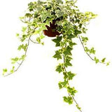 3" Gold Child Ivy