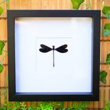 6" x 6" Teal Glittering Damselfly- Pinned Dragonfly