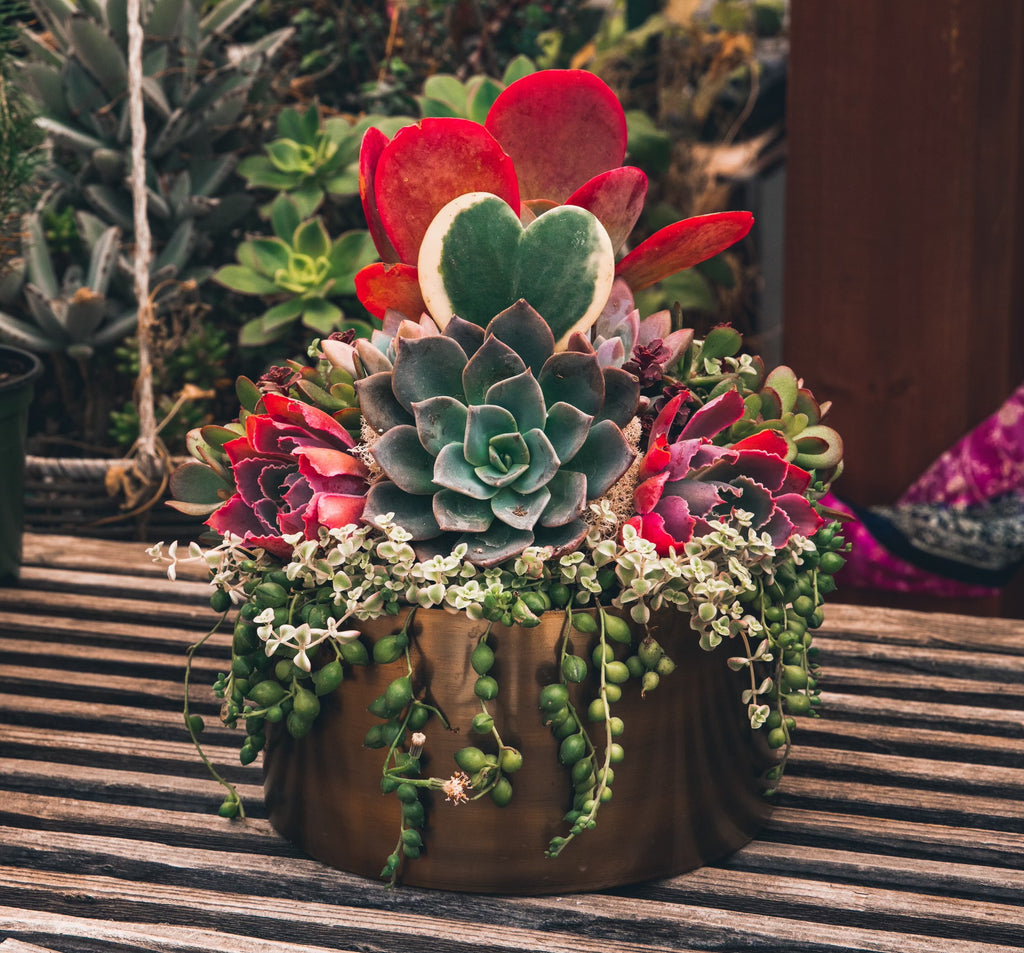Succulent Gifts & Flower Delivery