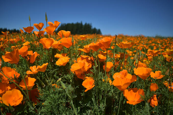 CA Native Plants