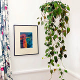 5" Philodendron Mican