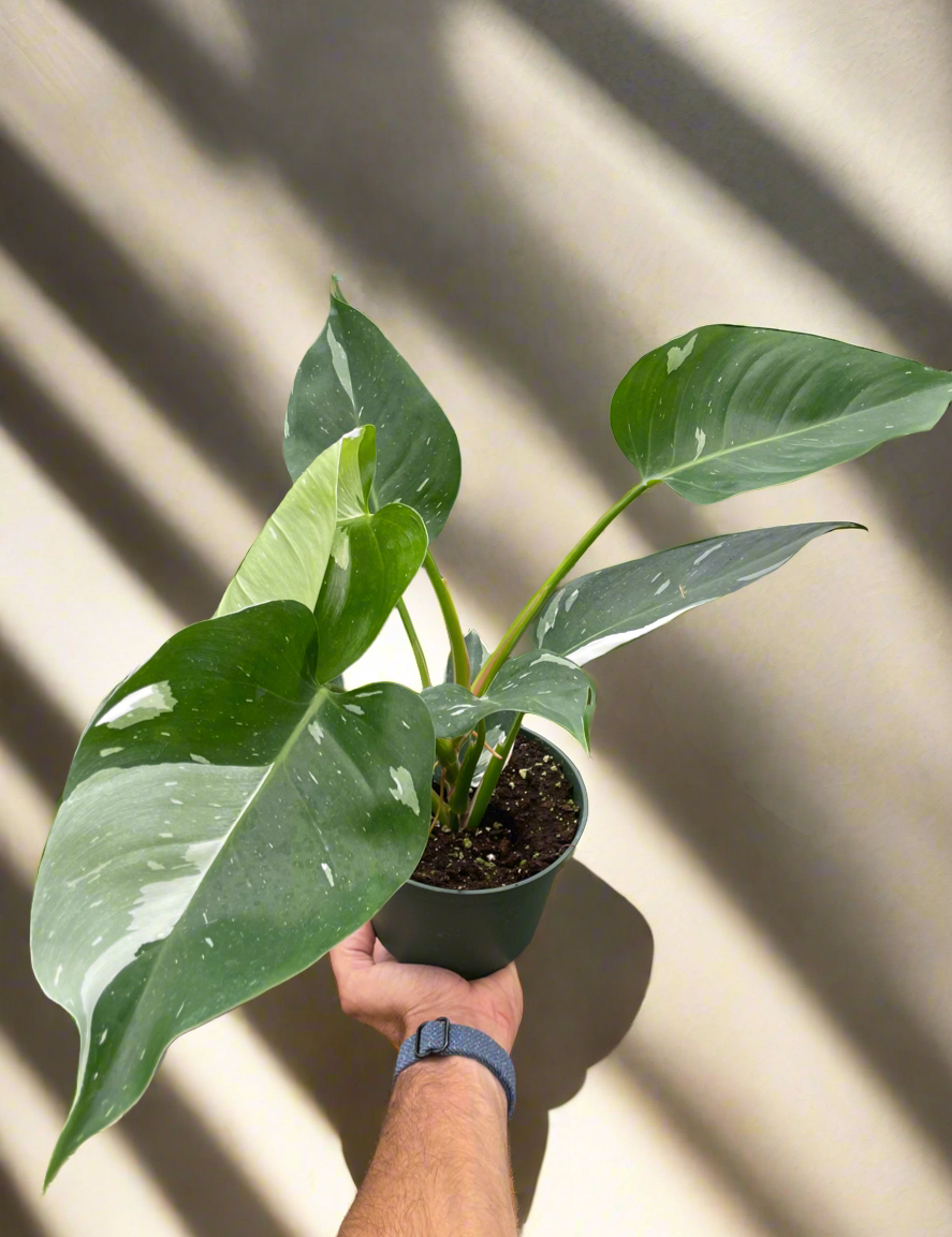 Philodendron 'White Princess'