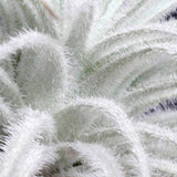 Tillandsia Tectorum
