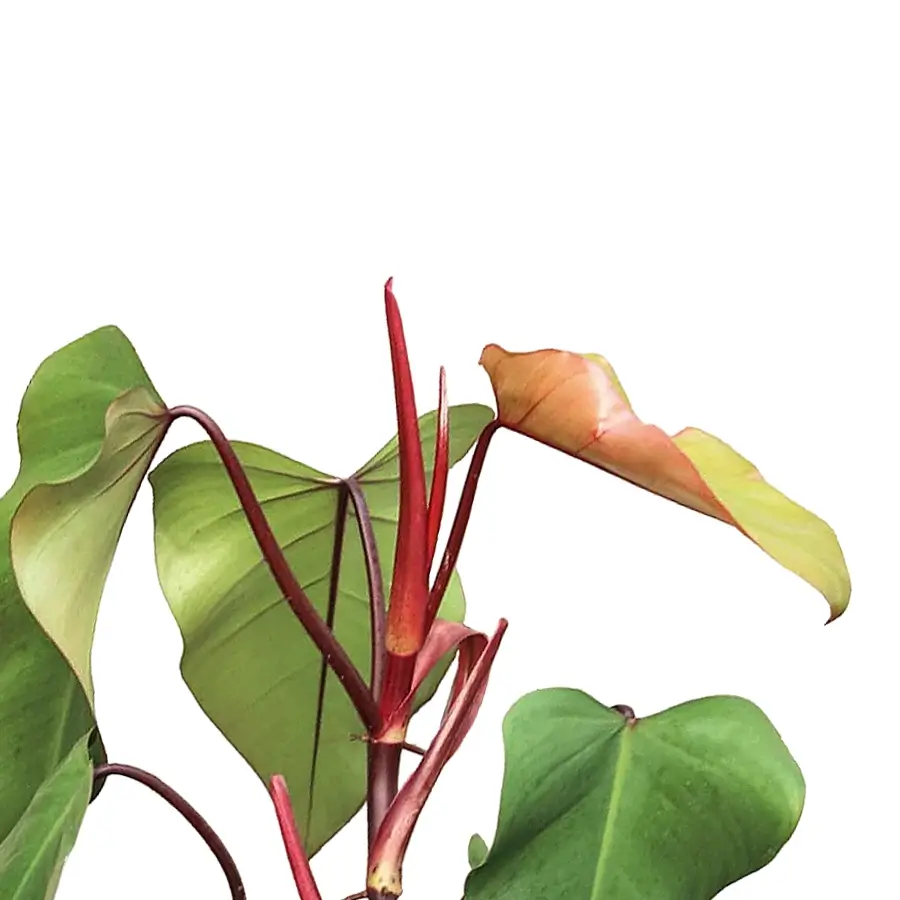 6" Philodendron Red Emerald