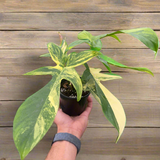 Philodendron Florida Beauty Variegated