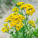 Tansy Tarot Seed Packet
