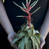 Tillandsia Streptophylla