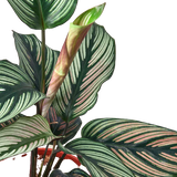4" Calathea 'White Star'