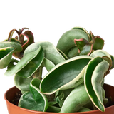Hoya 'Rope Plant' Variegated