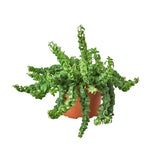 6" Curly Lipstick Plant