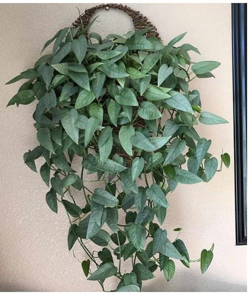 6" XL Cebu Blue Pothos (Epipremnum Pinnatum)
