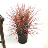 4" Dracaena Colorama