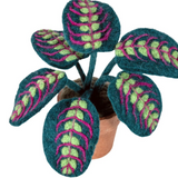 Felt Prayer Plant
