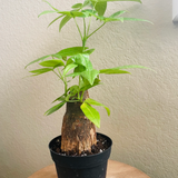 4" Pachira (Money Tree)